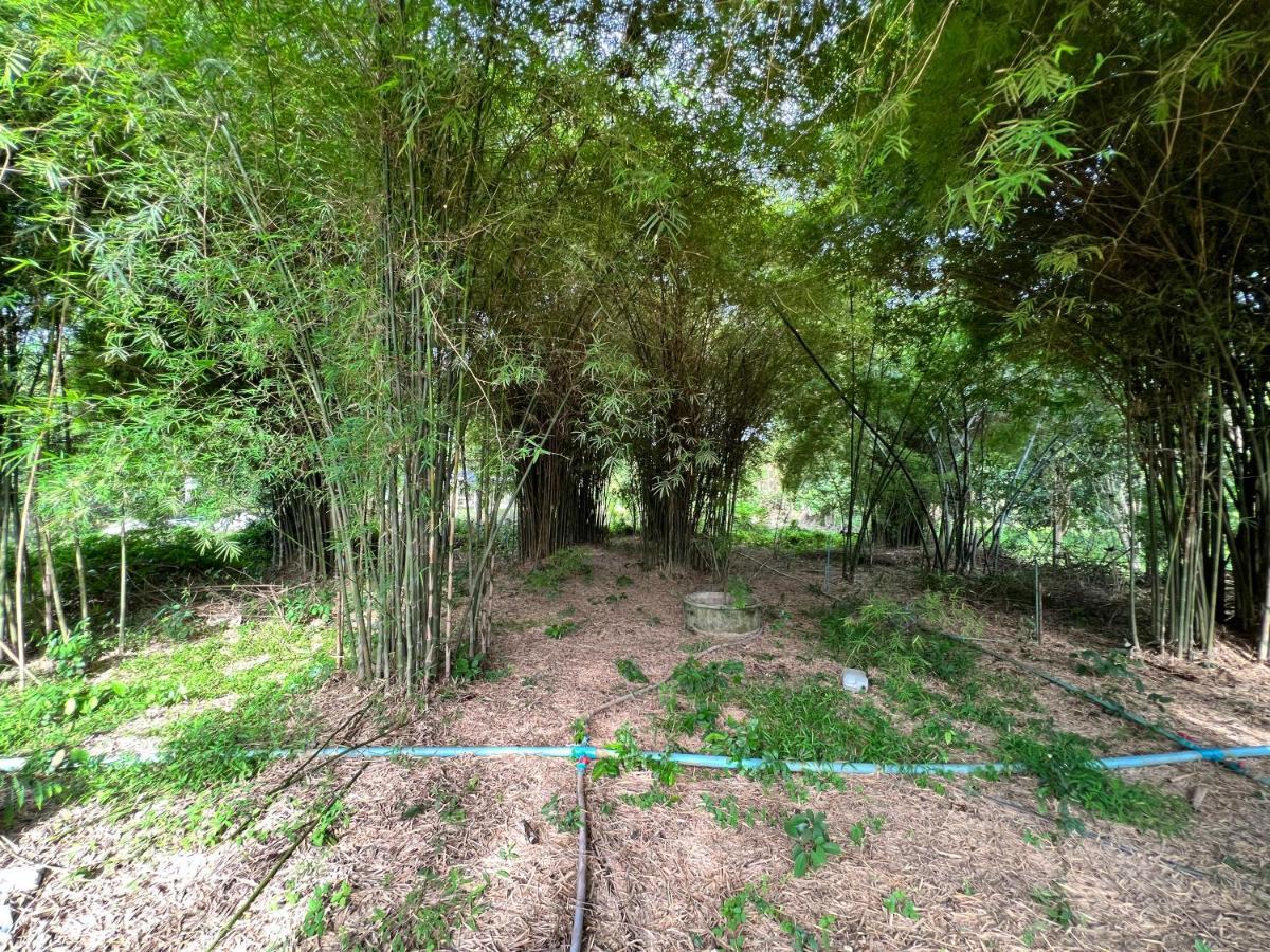 Phow Homestay Ban Mai  エクステリア 写真